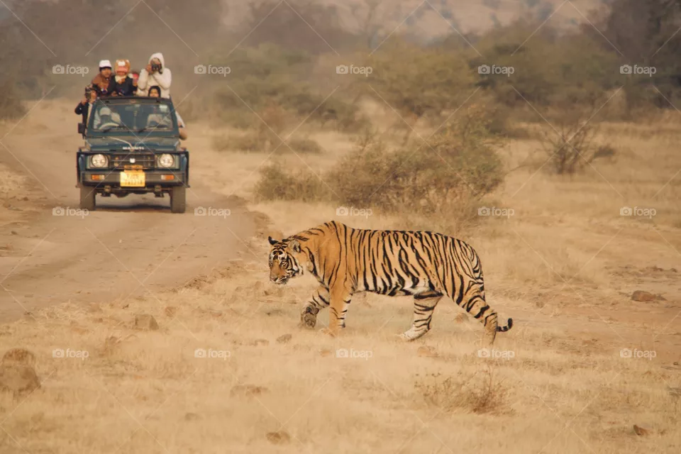 Wild tiger in India walking in its natural habit and stalking prey 