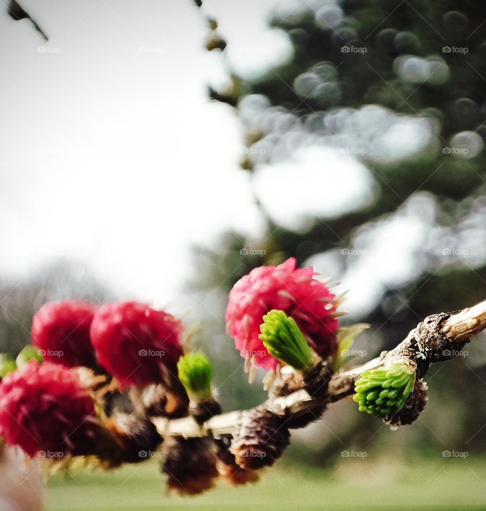 Close-up of a branch of a larch tree full of larch blossoms and fresh needles