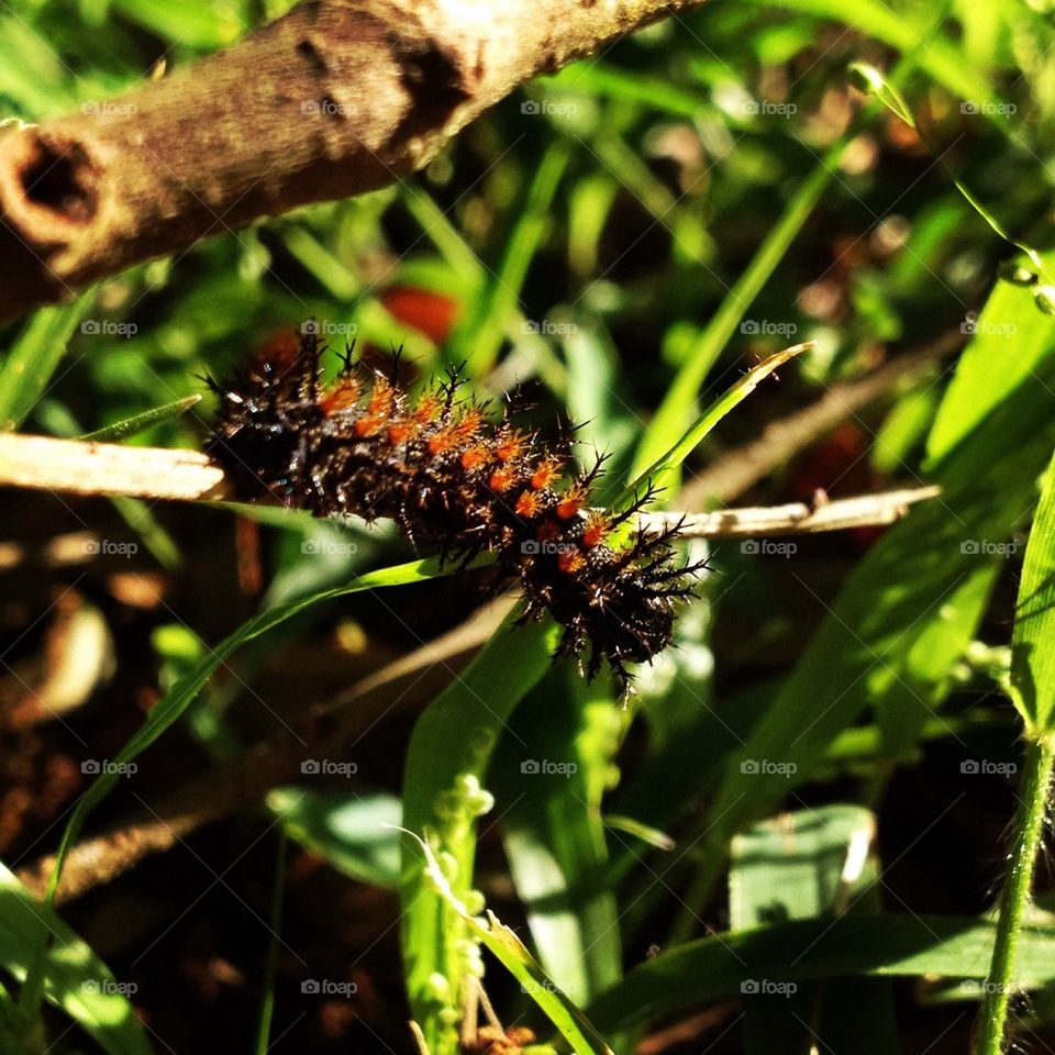 Spring caterpillar 