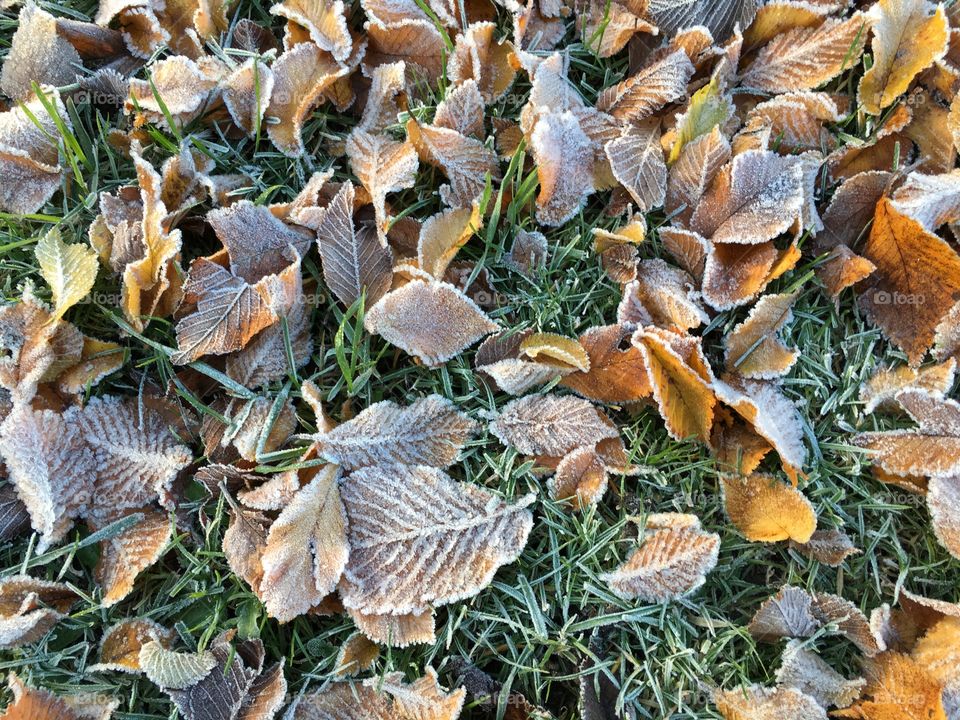 Frozen autumn leaves