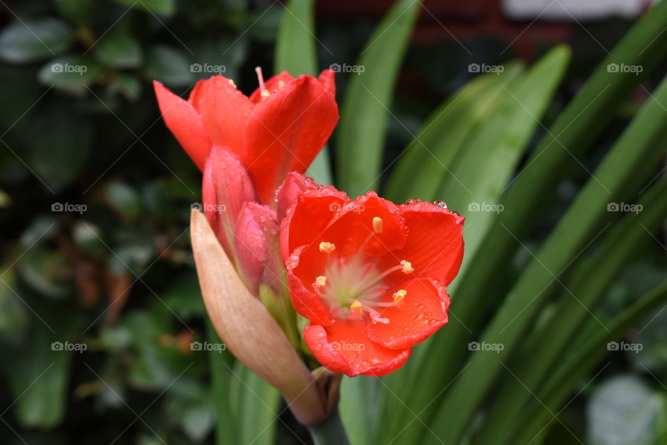 Flowers of Vallota after the rain