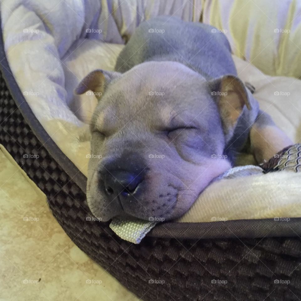 Shar Pei puppy napping in her bed after a rough day of dog adventures.