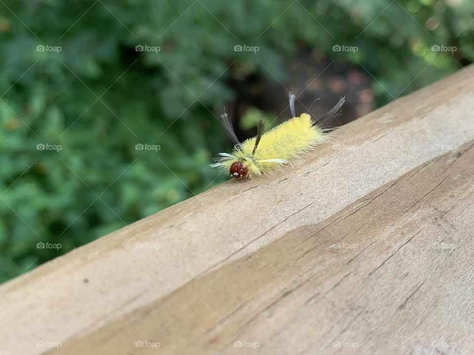 Caterpillars are really miraculous little things. This one will evolve into something that looks completely different! Then, he will be able to fly. Amazing.