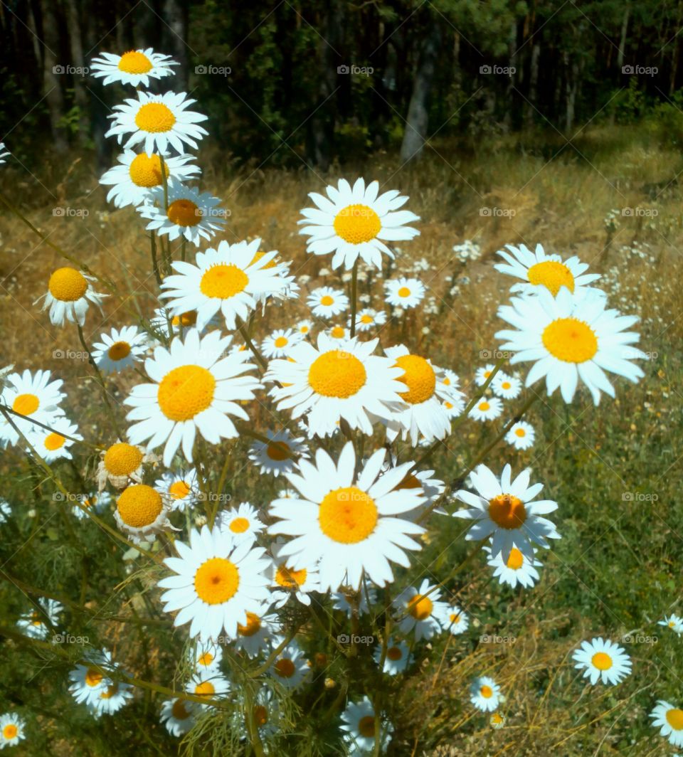 Flower, Nature, Flora, Summer, Hayfield