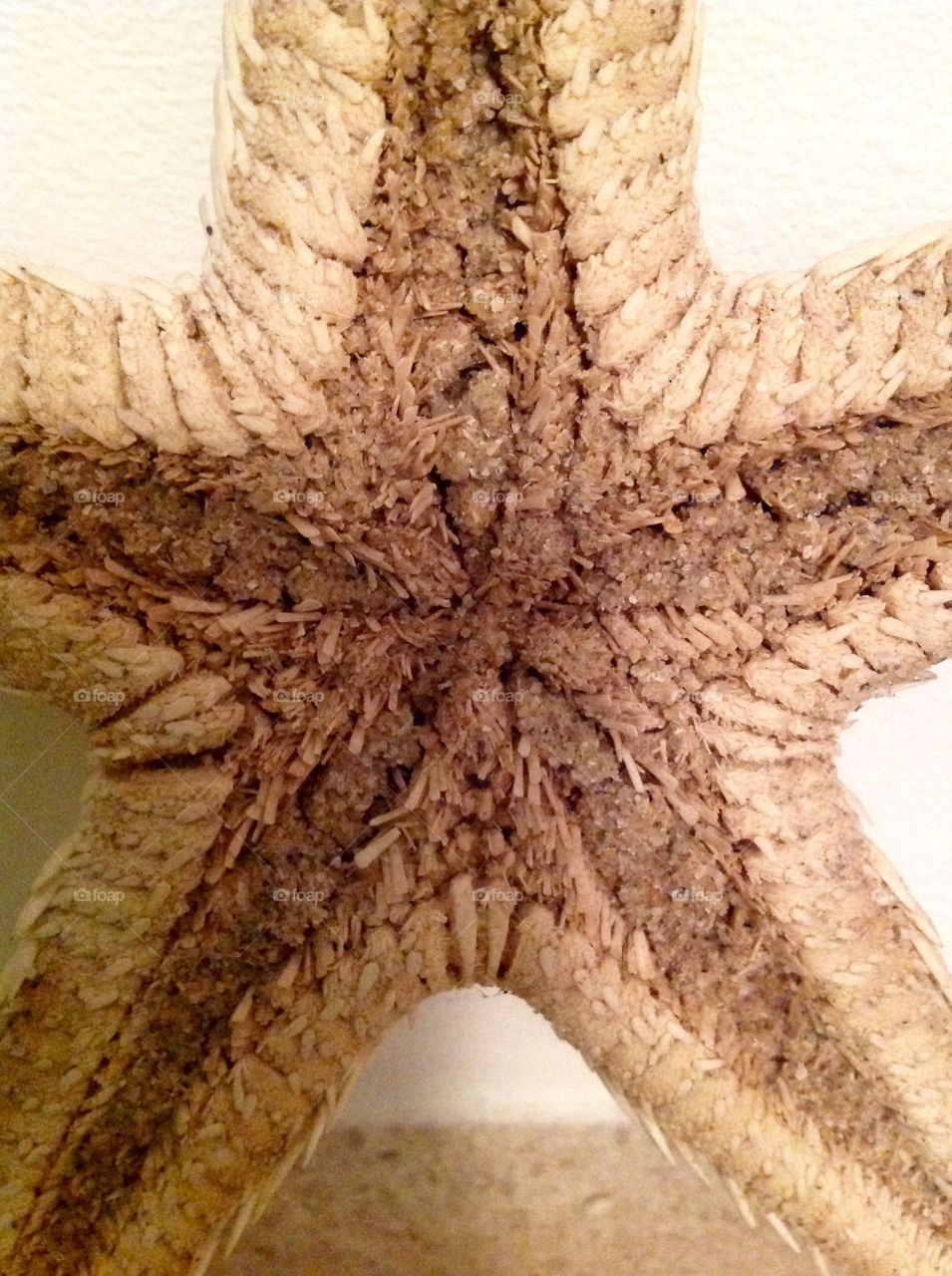 Starfish 