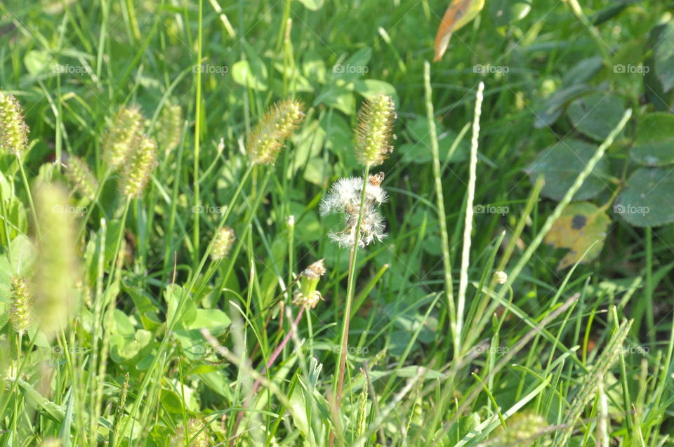 garden close-up