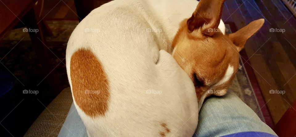 Little brown and white dog curled into a ball asleep on a lap