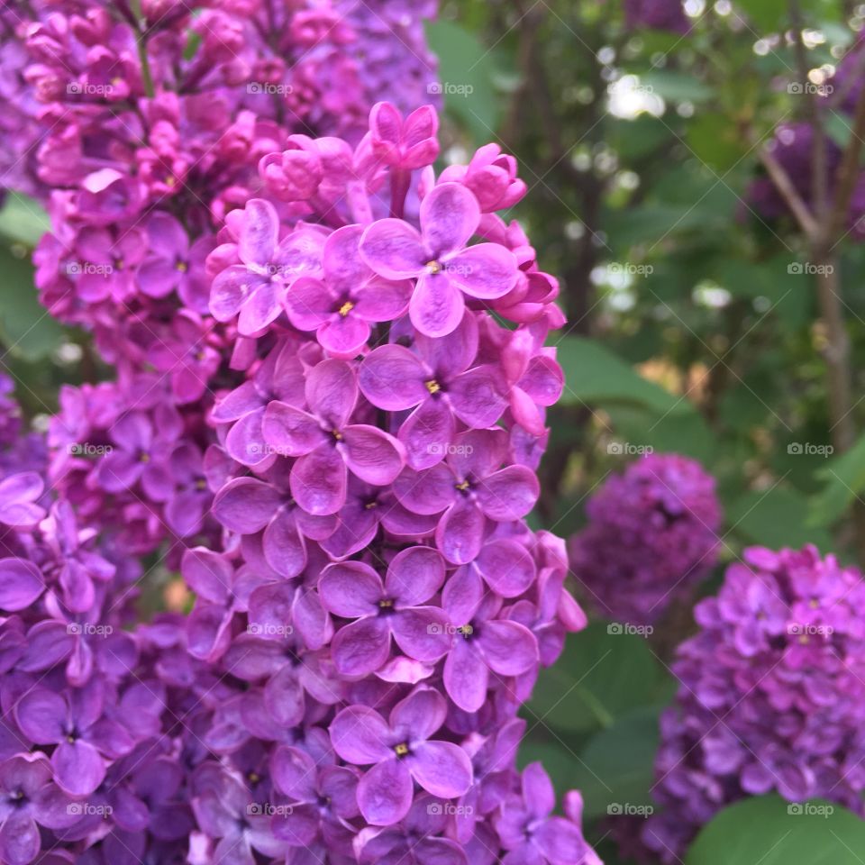 Lilac flower cluster