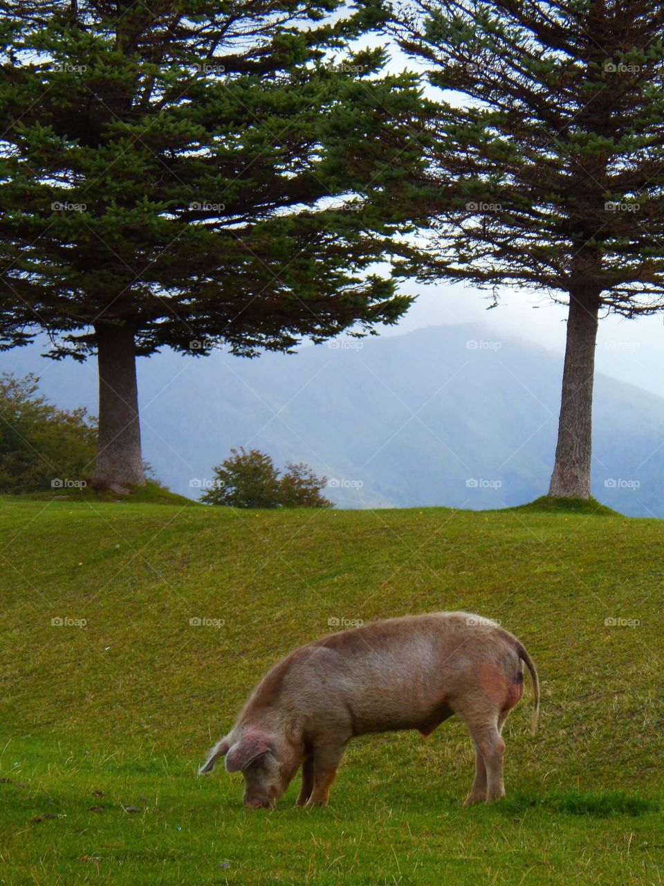 Pig-Patagonia Argentina
