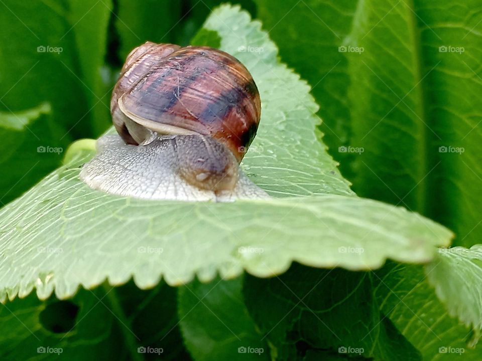 snails on the green leaves.