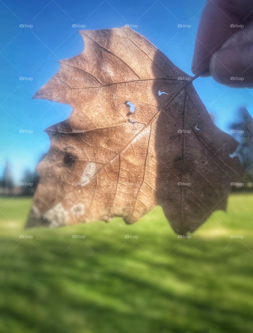 Up close image of a dried up leaf