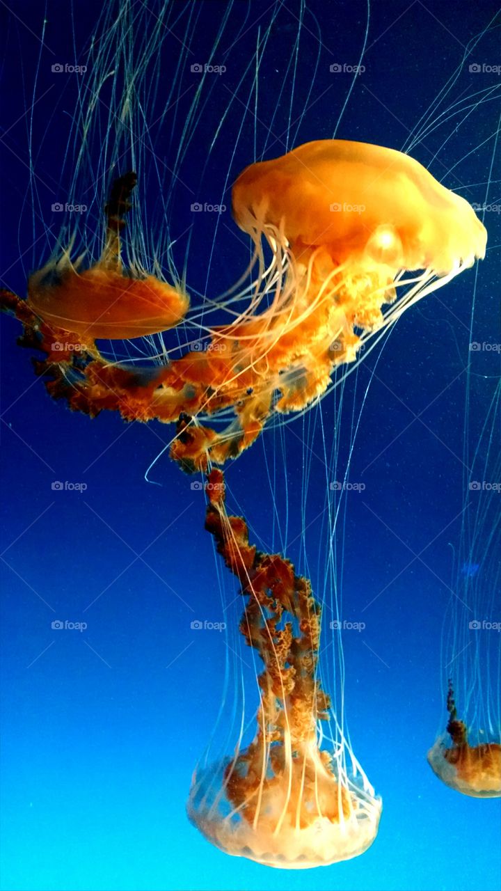 Group of Jellies