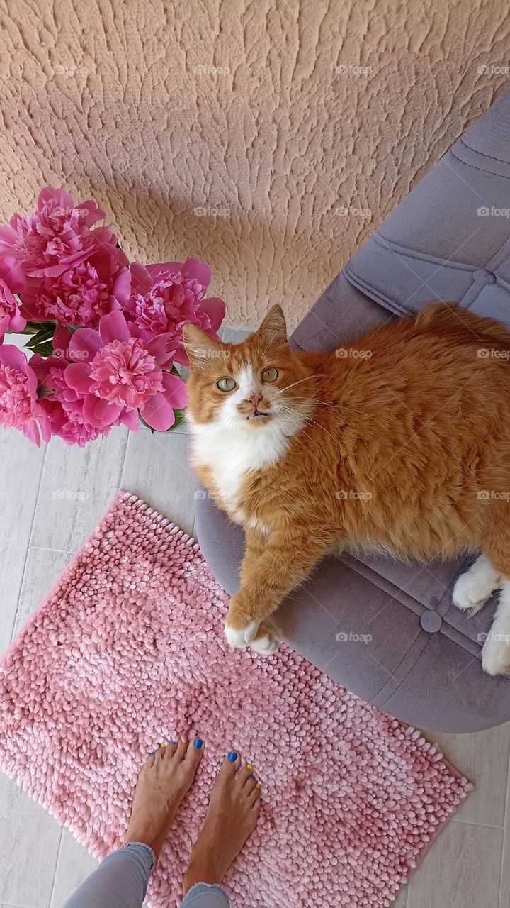 cat relaxing home and female legs barefoot top view, summer time