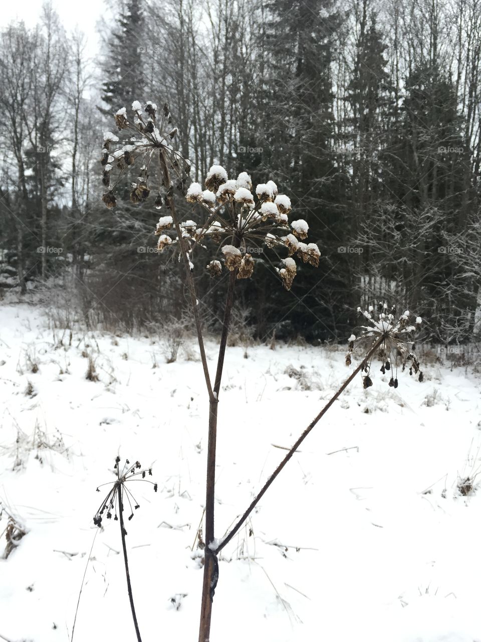 Frozen lovely dead flower