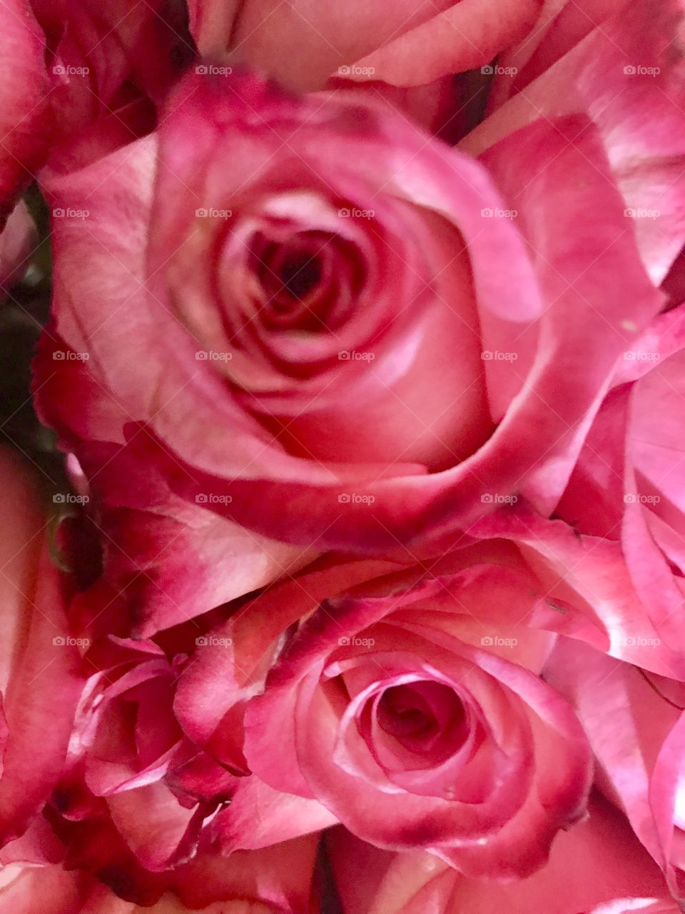 Pink roses upclose