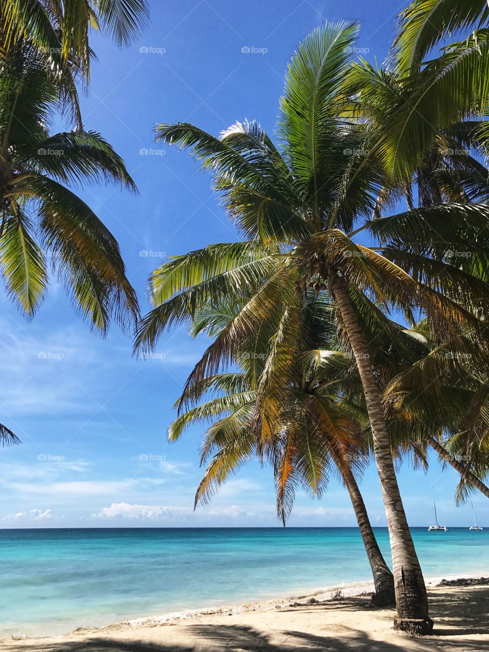 Amazing view. Coconut palm trees. Paradise island