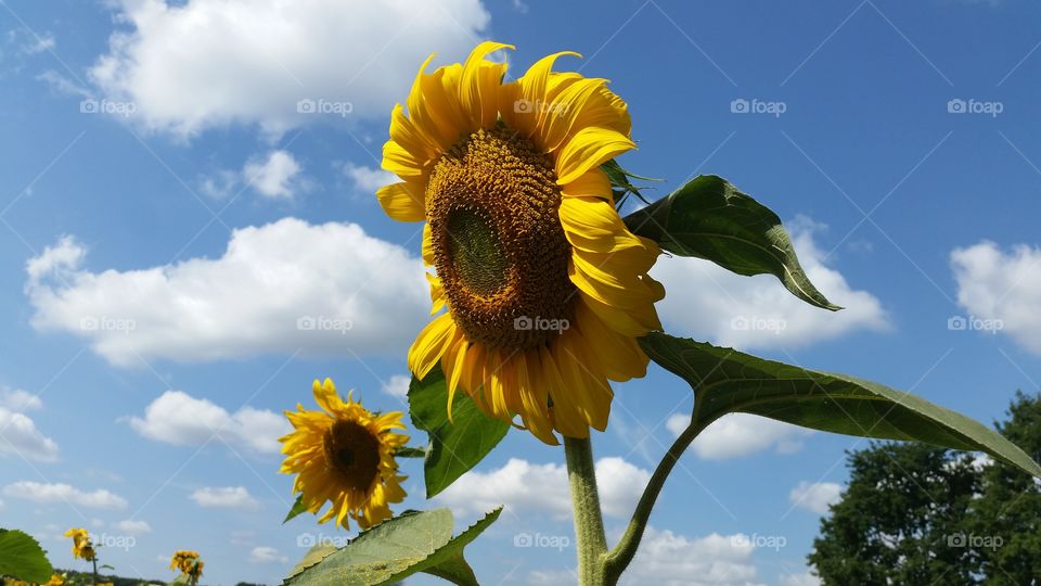 sunflowers in summer