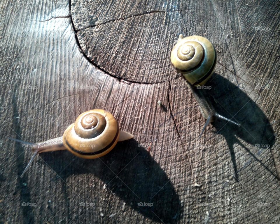 Snail, Shellfish, Spiral, Gastropod, Shell