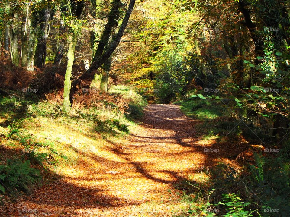 walking through a forest on Exmoor