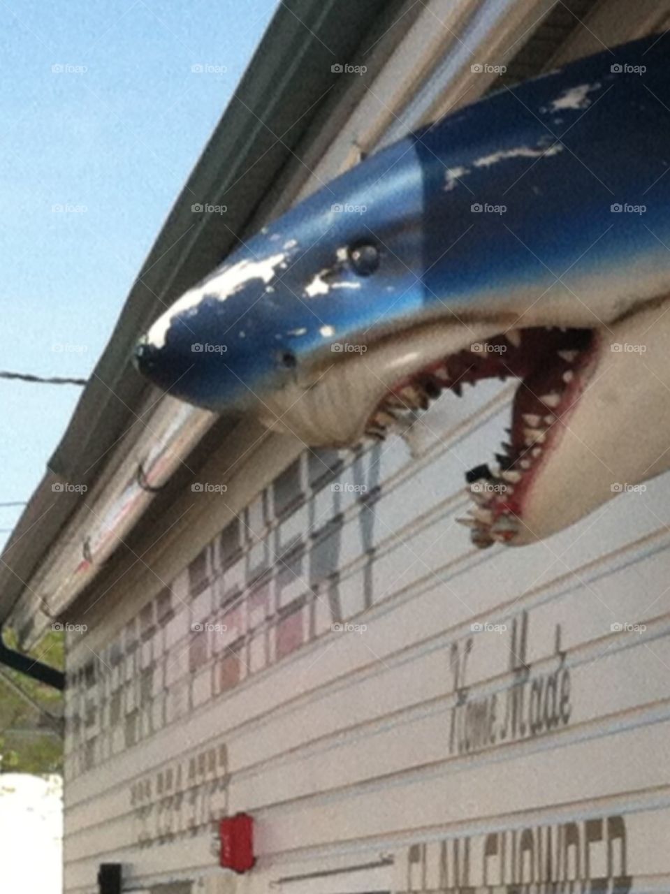 Jersey shore fish store shark