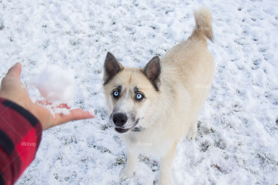 High angle view of husky dog