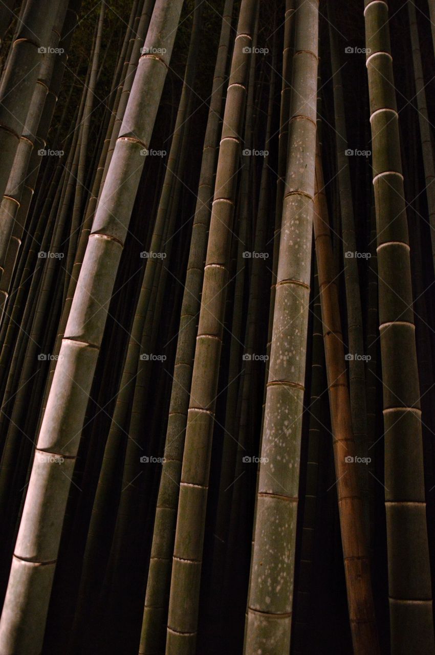 Kyoto Bamboo