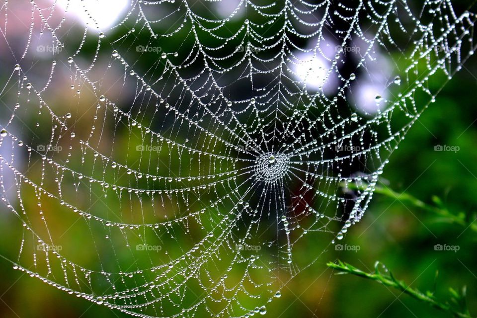 Dew web