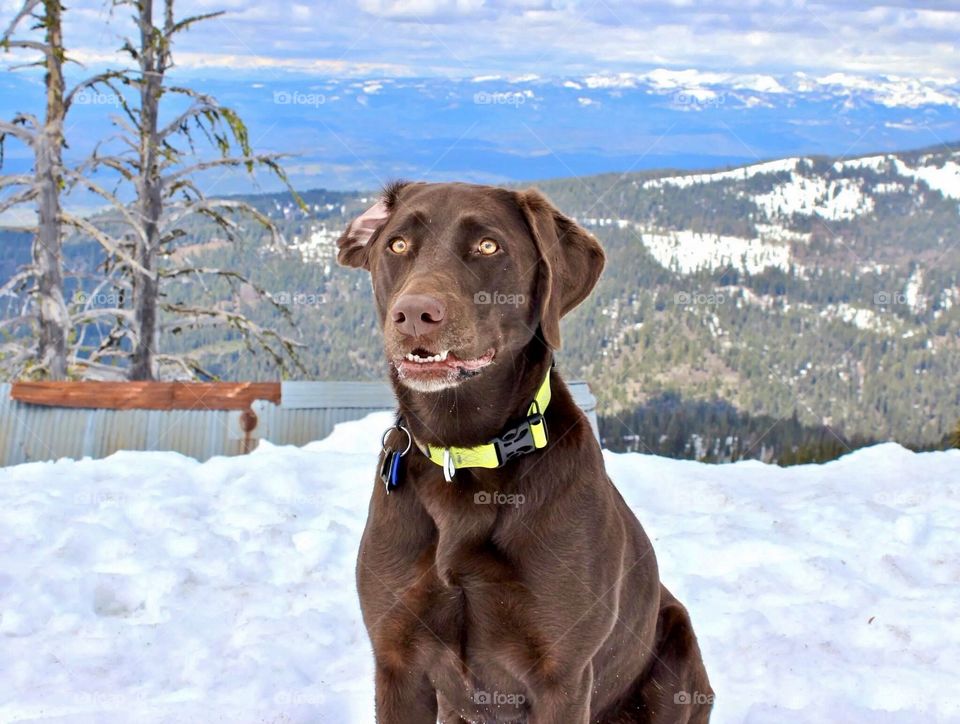 Chocolate lab with one ear caught back sitting at the top of Brundage Mountain Resort in McCall, Idaho while ski touring with owners.