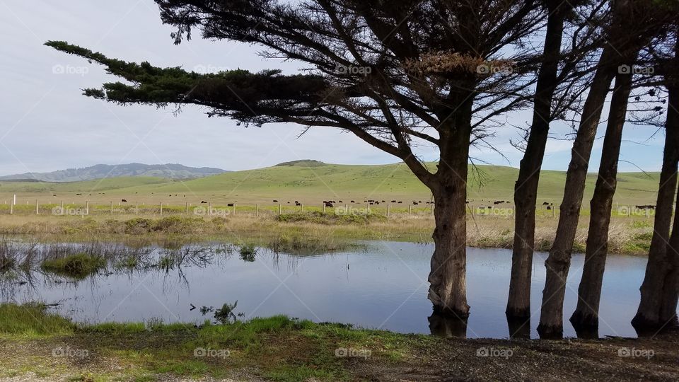 trees and far away cows