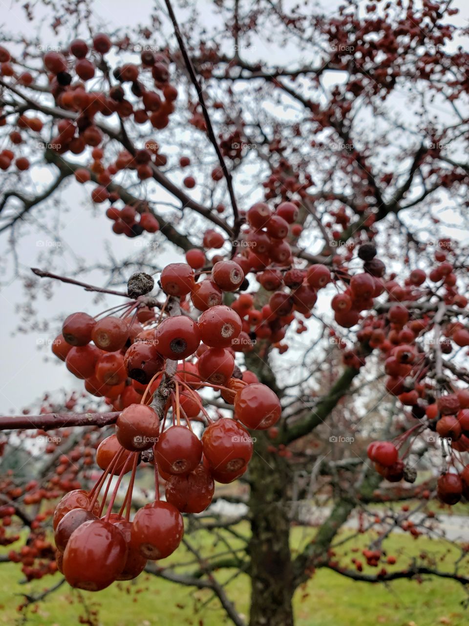 berry tree