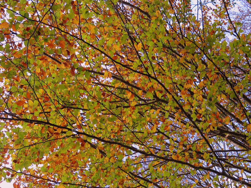 autumn leaves with small branches