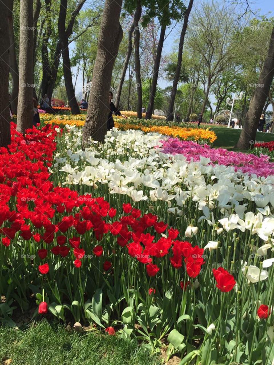 Tulip gardens in Istanbul 🌷