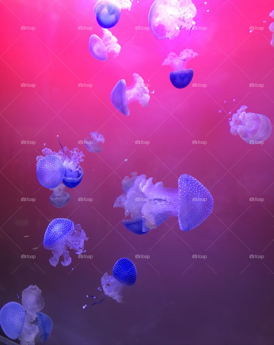 Jellyfish with colored background