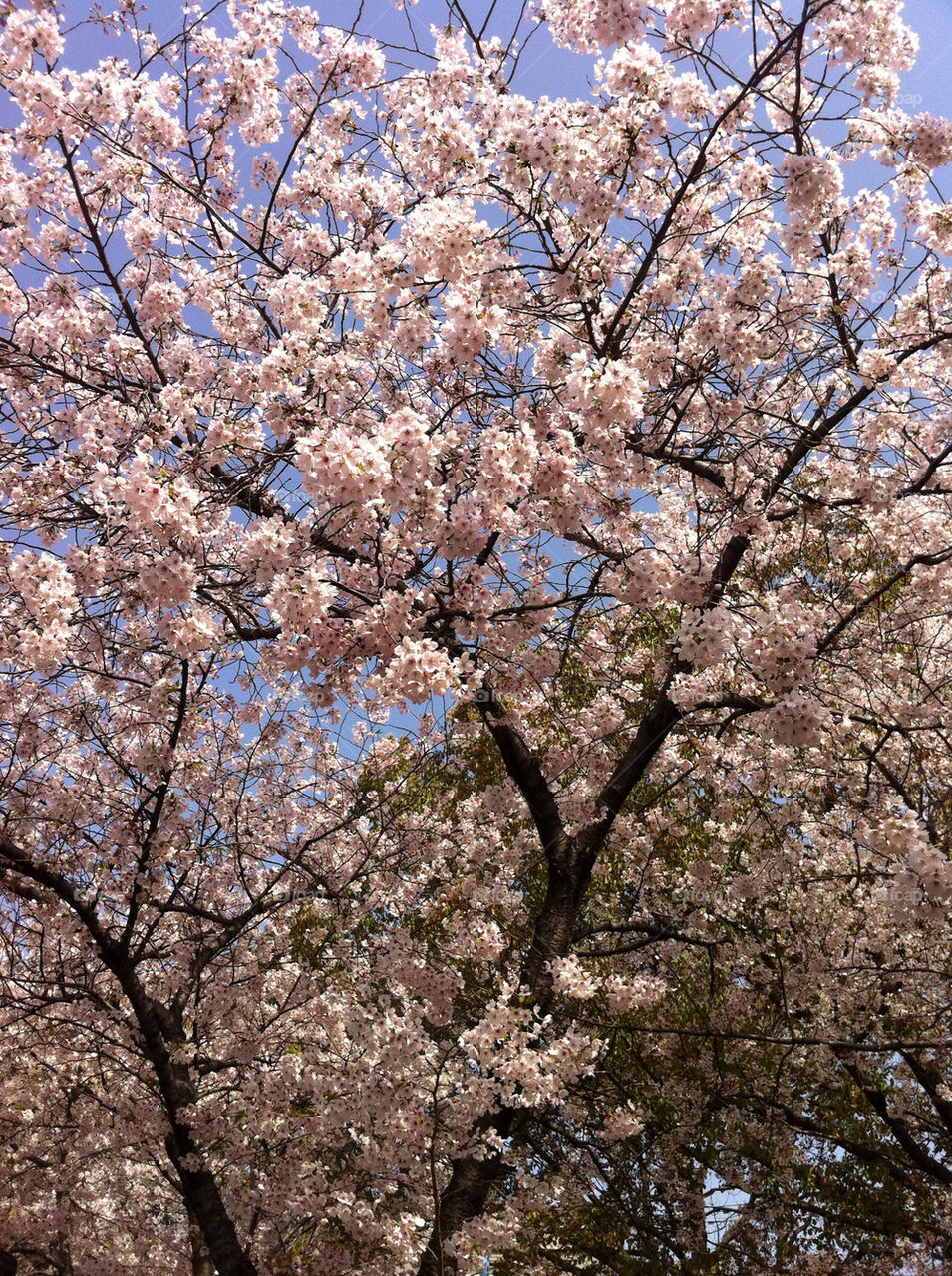 spring flower cherryblossom sakura by takjapan