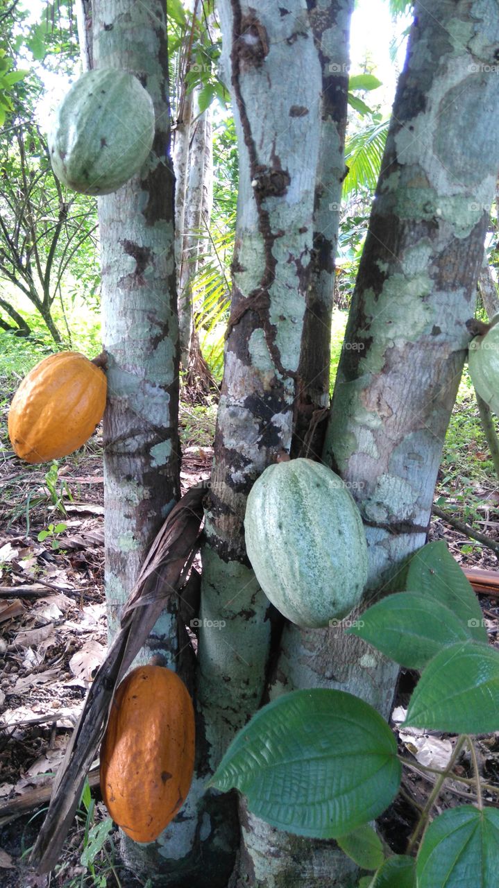 cocoa tree
