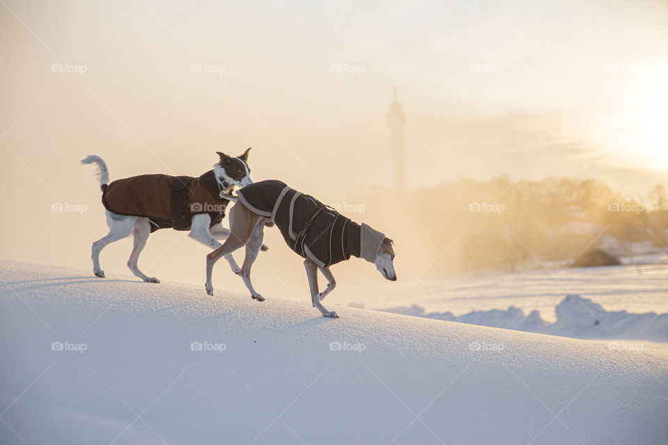 Two greyhound sighthound whippet Windsprite playing on a snowy hill with fog in background backlight sunrise