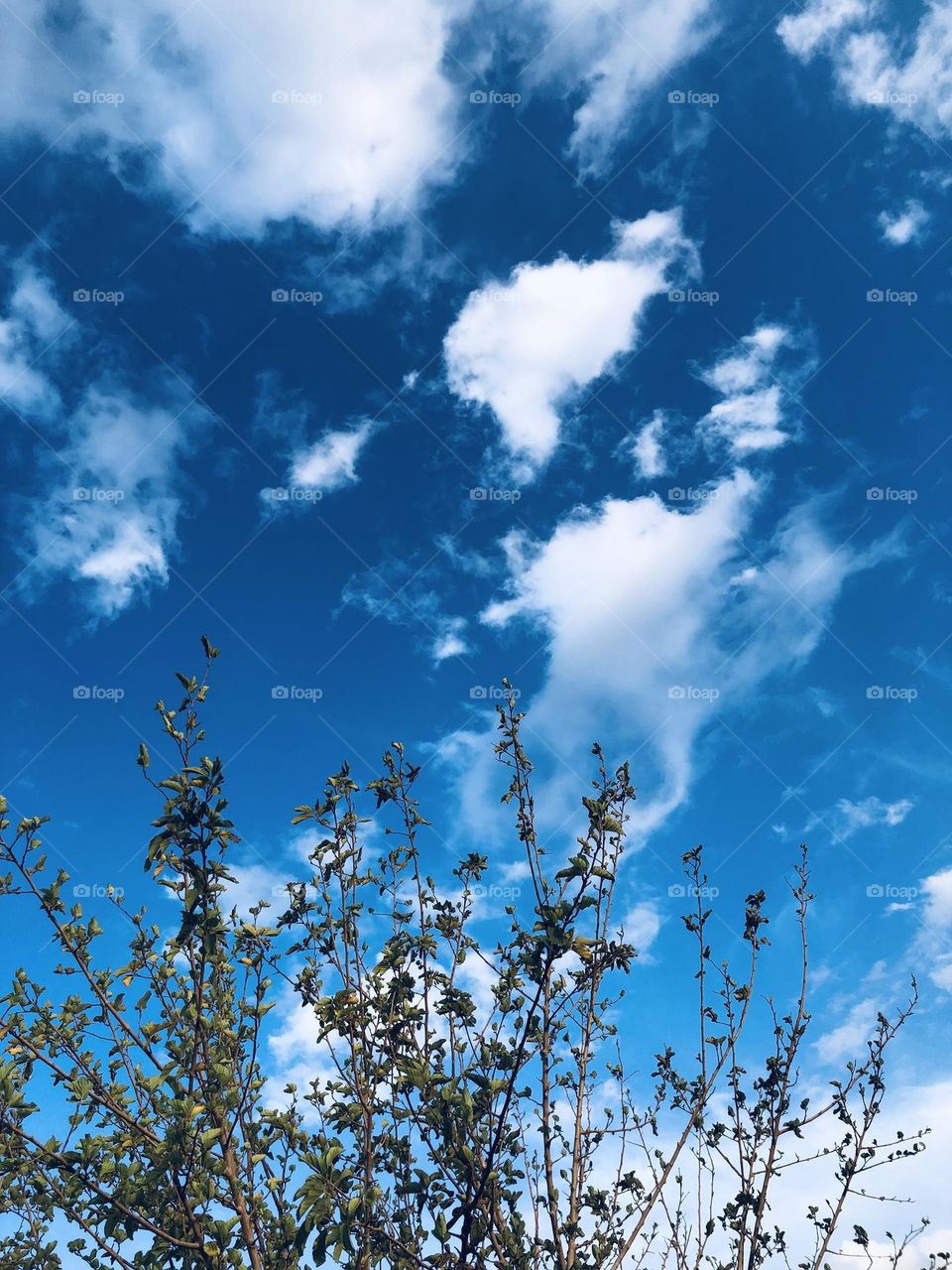 Beautiful plant embracing blue sky 