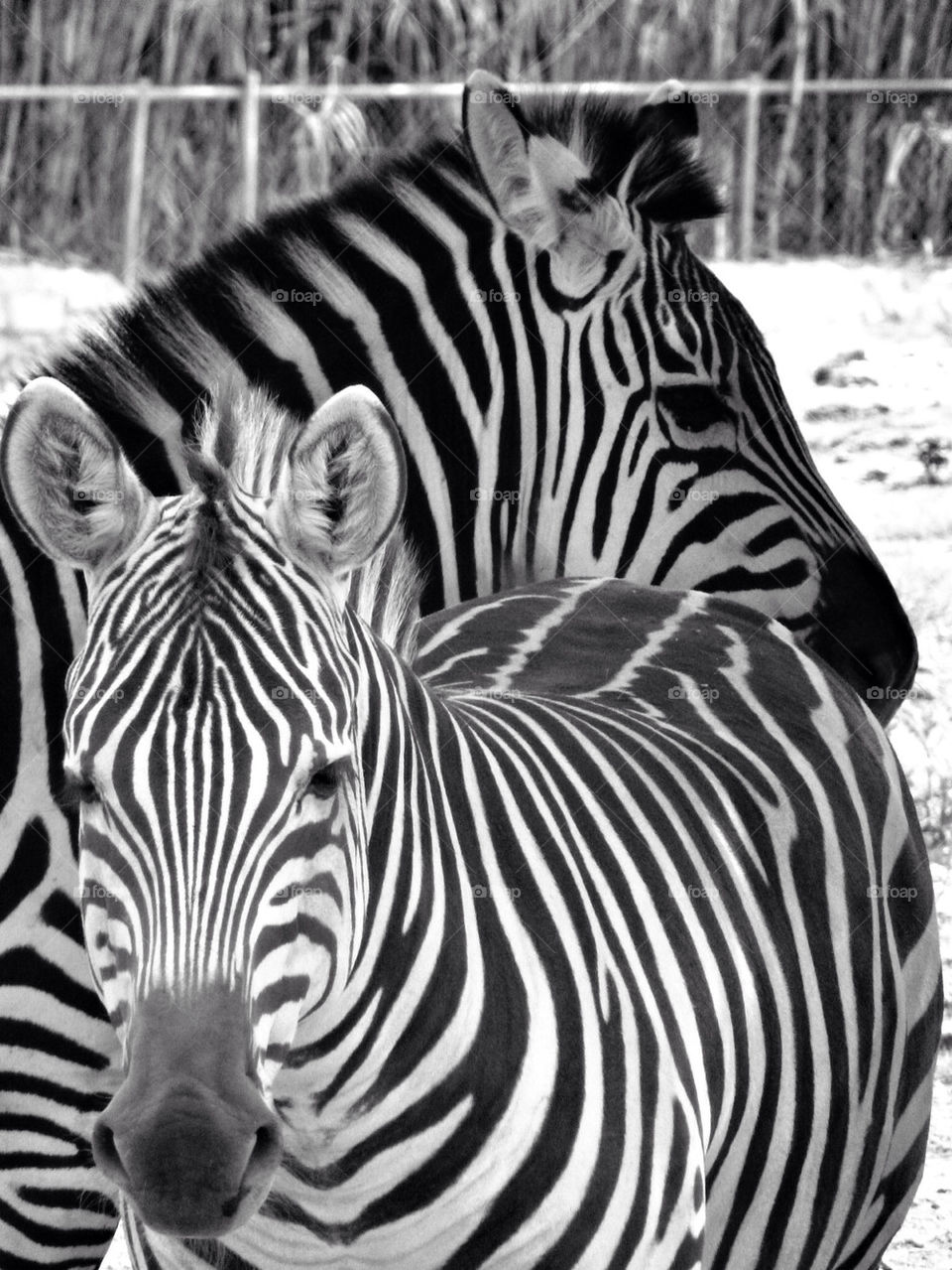 zebra