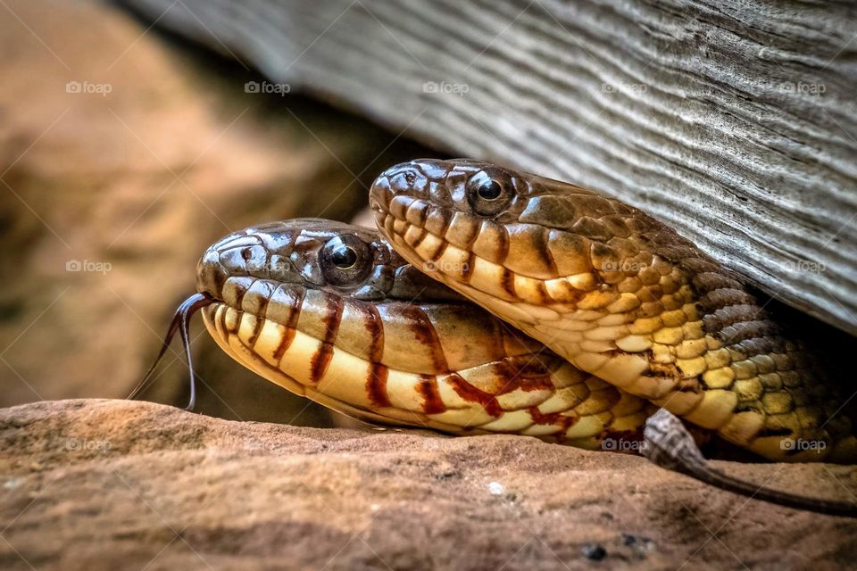 A Northern Water Snake couple peer out from underneath the old mill. 