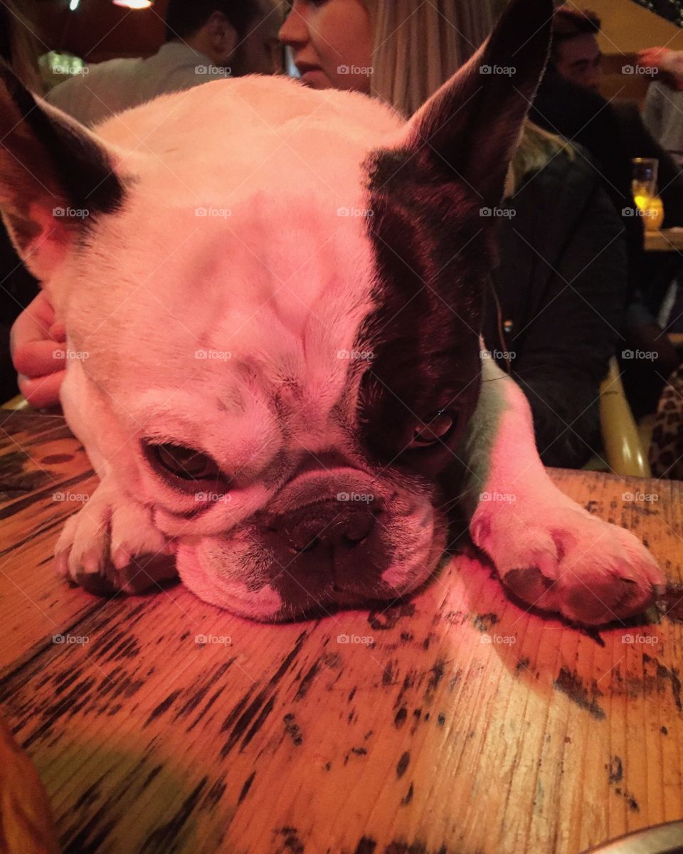 One very tired bulldog at the pub in Amsterdam 