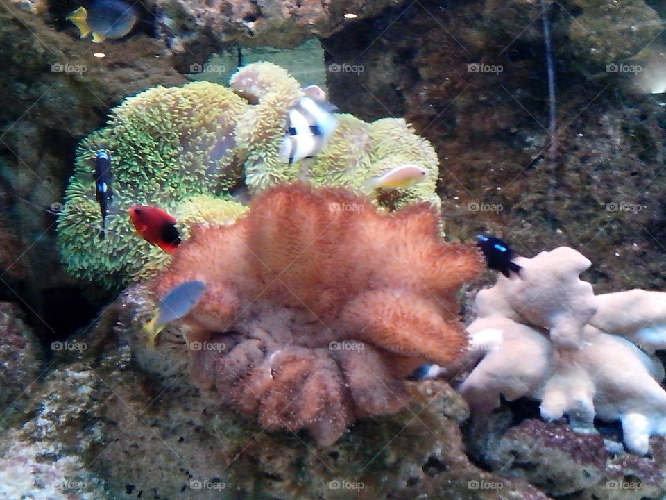 alive corals