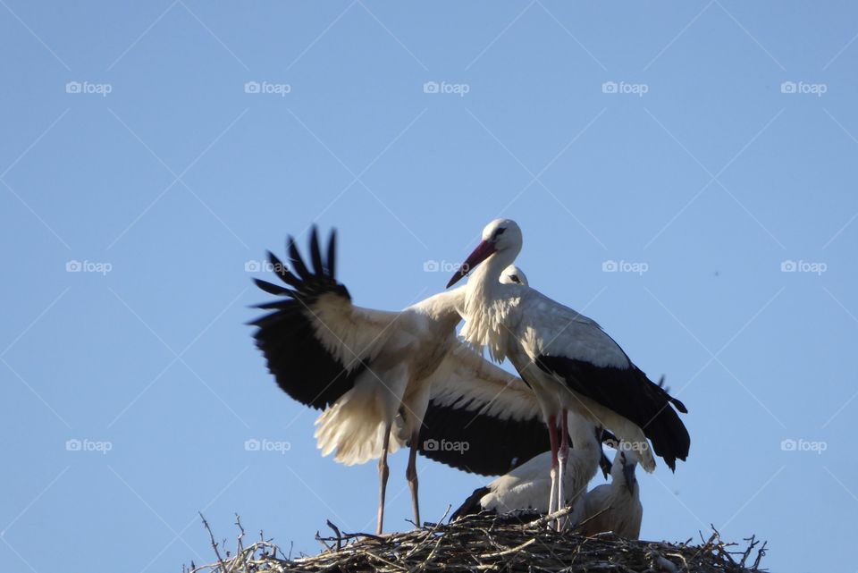 Storks