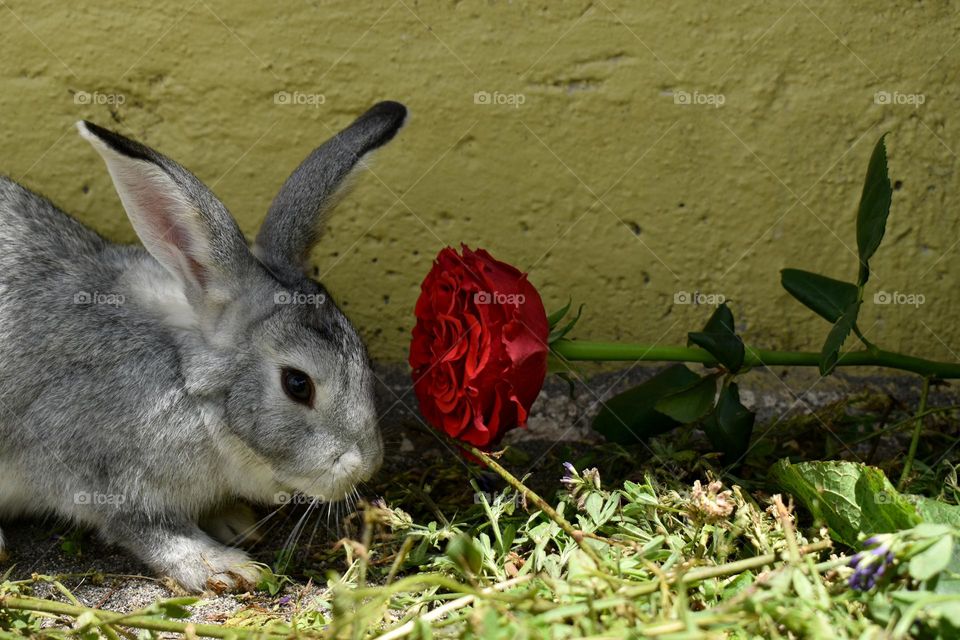 Rabbit an rose