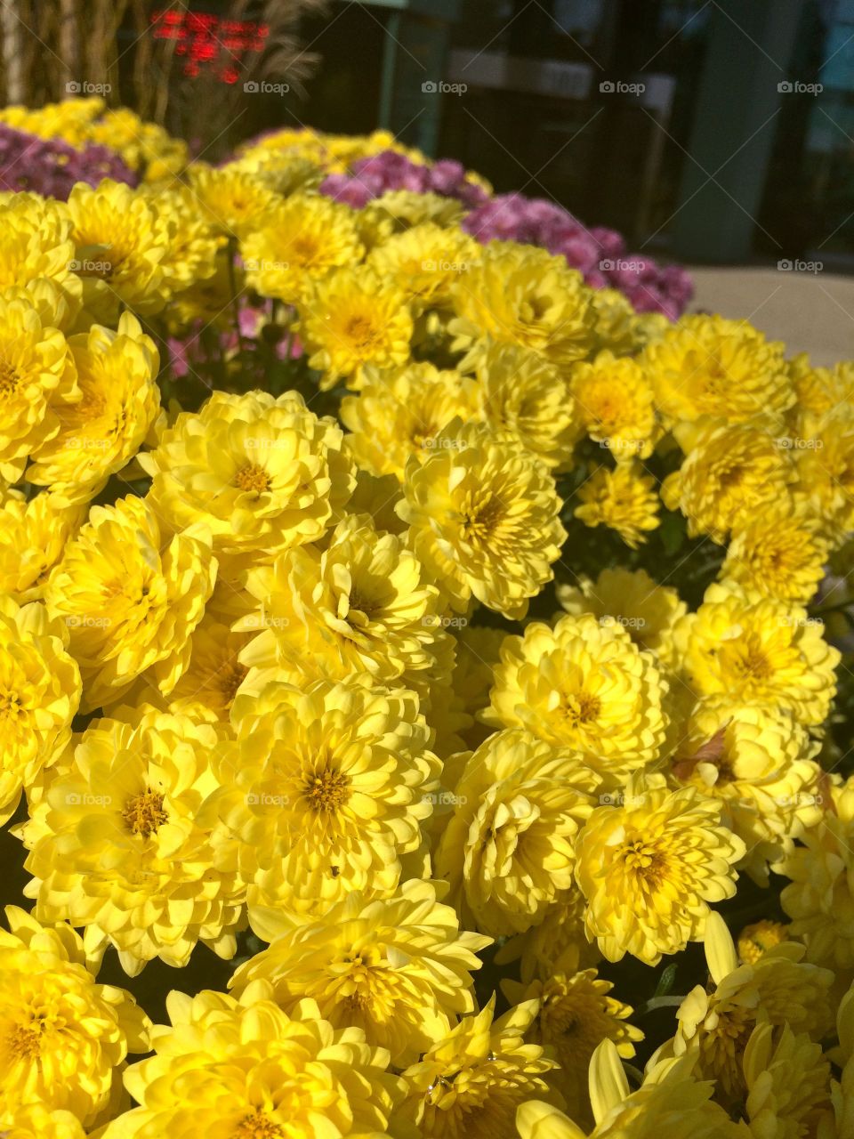 Beautiful yellow flowers 