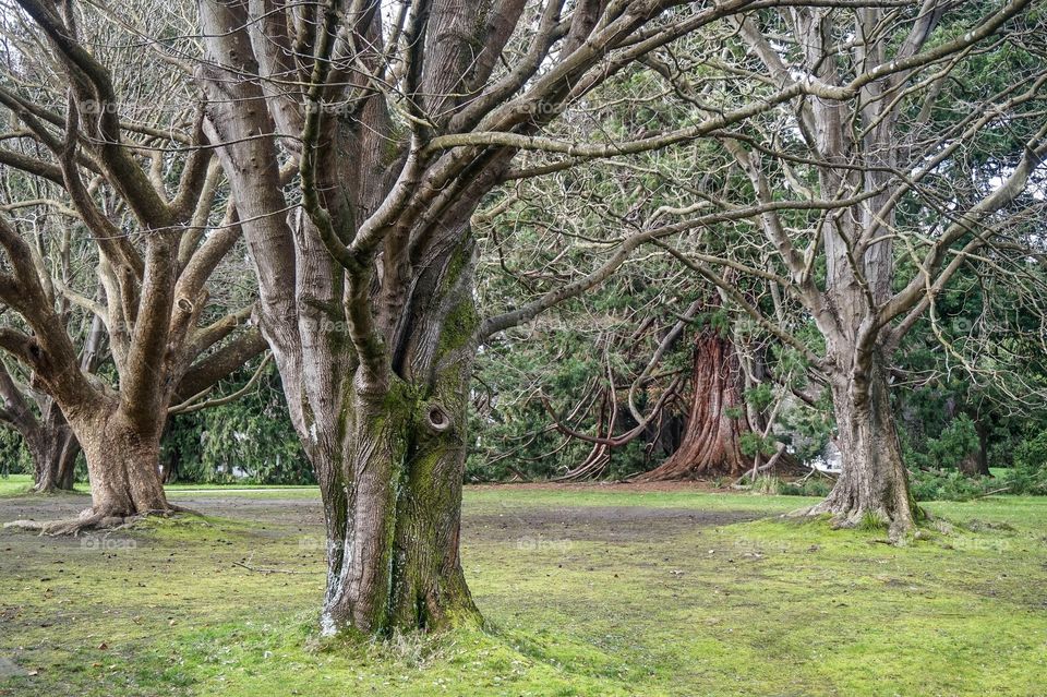 Several very large and bare trees at Christchurch Botanic Gardens during the winter, New Zealand 