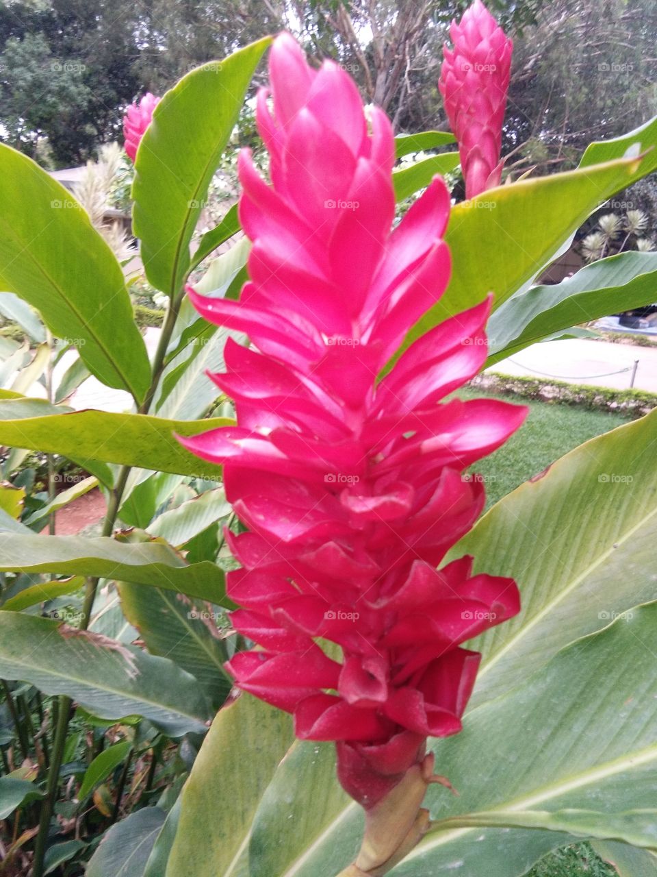 Flower