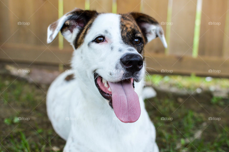 Mixed breed shepherd dog happily panting while laying in the grass outdoors