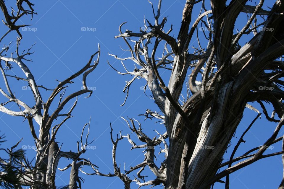 Dead tree and Blue sky