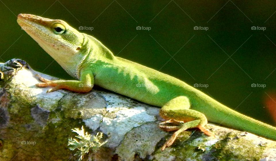 green lizard sunning on tree limb
