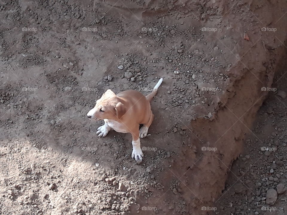 Baby Animal street puppy